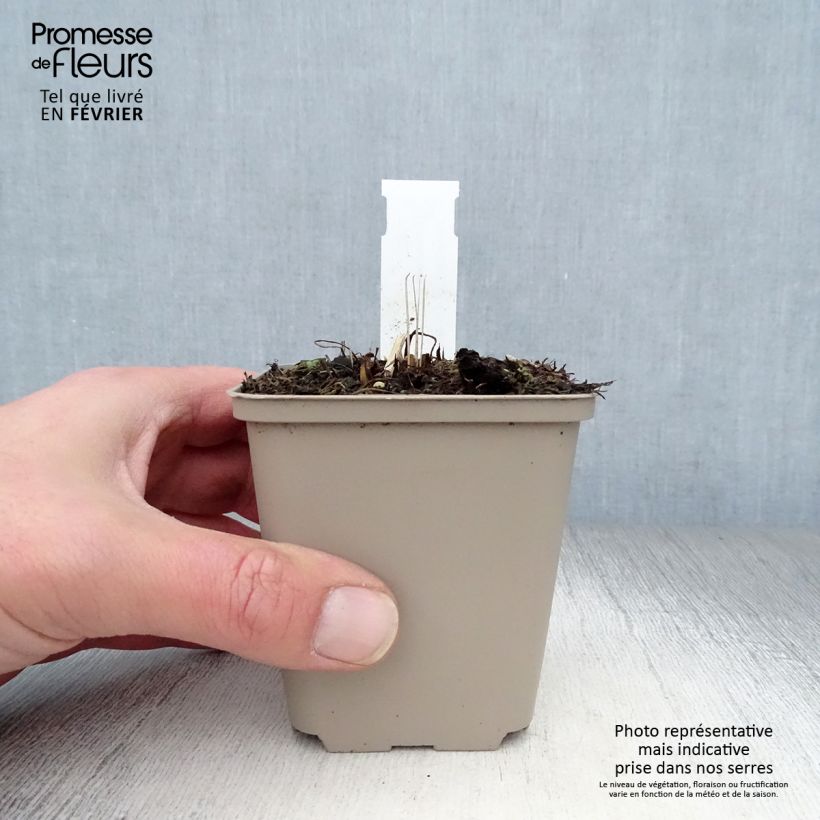 Echinacea purpurea Tomato Soup Vasetto da 8/9 cm esemplare consegnato in inverno