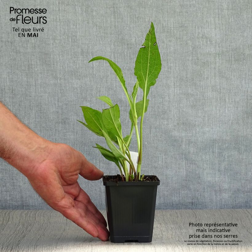 Echinacea purpurea Tomato Soup Vasetto da 8/9 cm esemplare consegnato in primavera