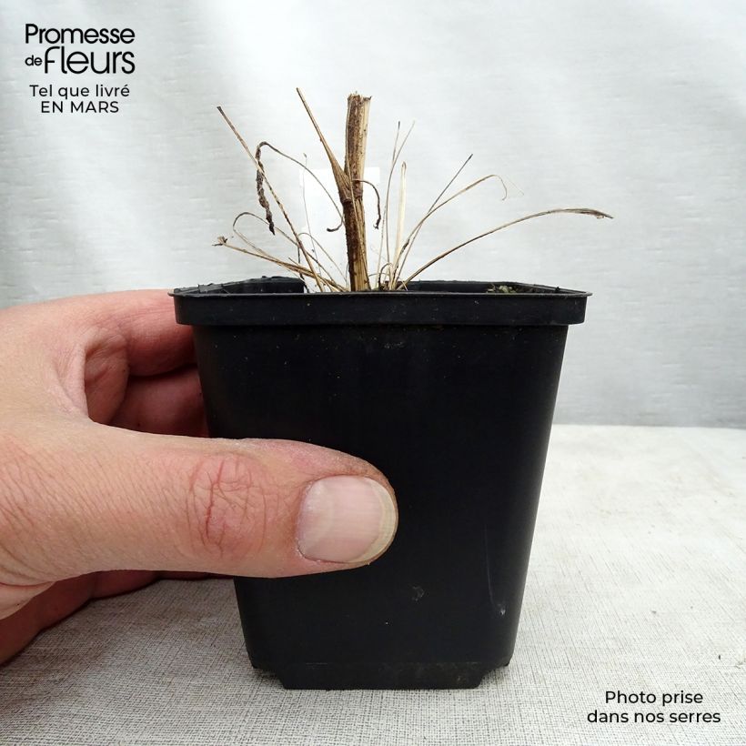 Echinacea Tweety Vasetto da 8/9 cm esemplare consegnato in inverno