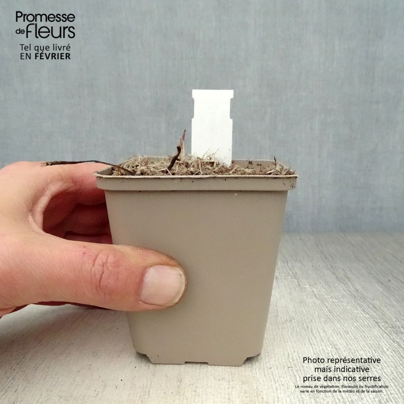 Echinacea angustifolia - Echinacea Vasetto da 8/9 cm esemplare consegnato in inverno