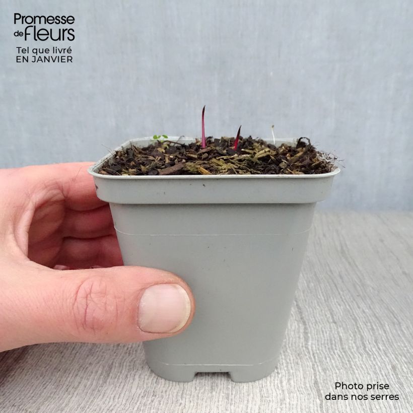 Echinacea pallida Vasetto da 8/9 cm esemplare consegnato in inverno