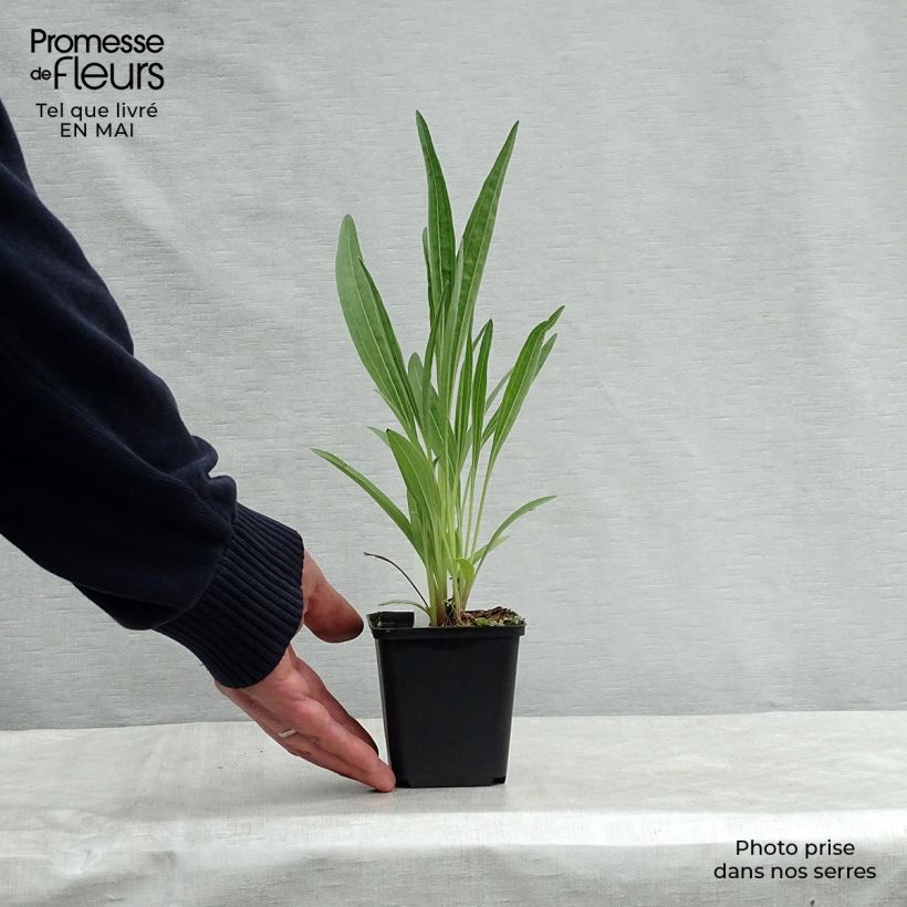 Echinacea pallida Hula Dancer Vasetto da 8/9 cm esemplare consegnato in primavera