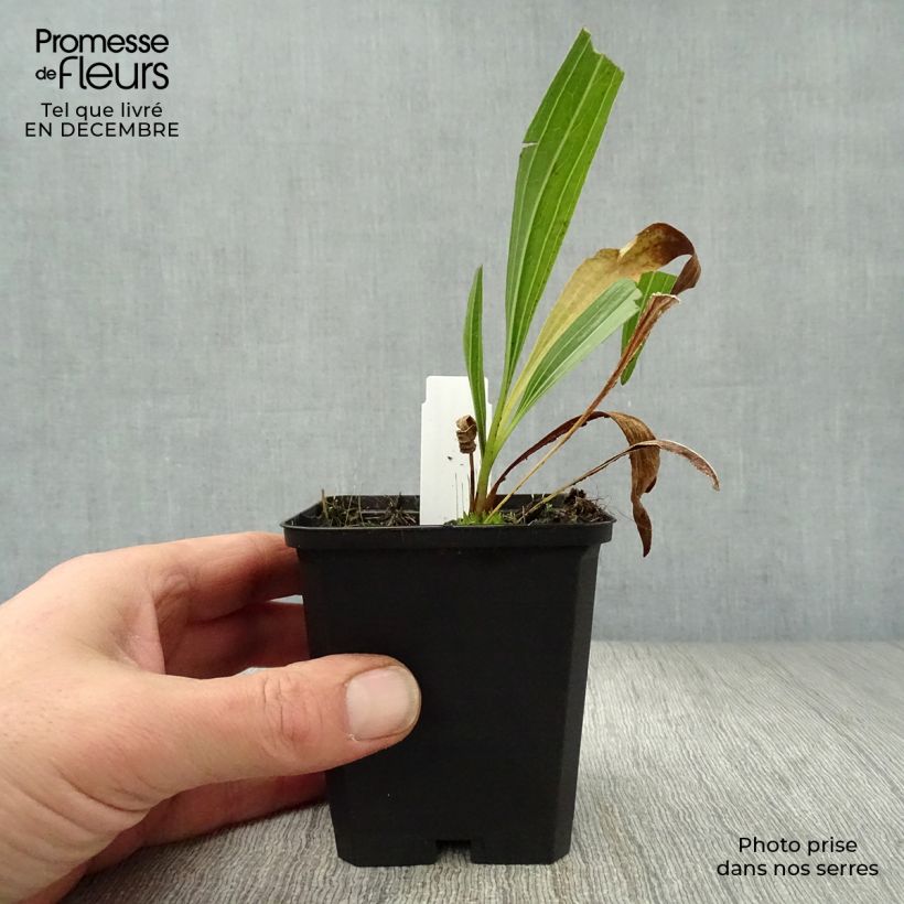 Echinacea paradoxa Vasetto da 8/9 cm esemplare consegnato in inverno