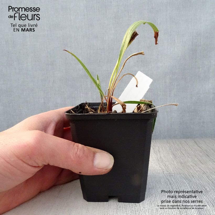 Echinacea paradoxa Vasetto da 8/9 cm esemplare consegnato in primavera