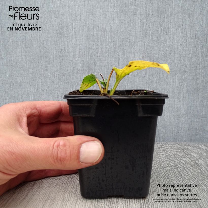 Esemplare di Echinacea purpurea Alba Vasetto da 7/8 cm come consegnato in autunno
