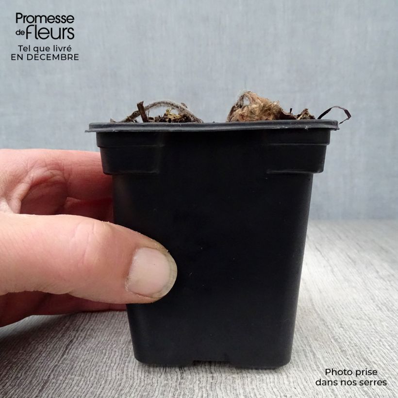 Echinacea purpurea Alba Vasetto da 7/8 cm esemplare consegnato in inverno