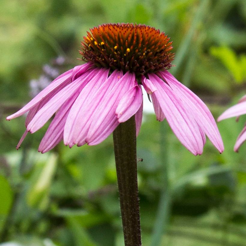 Echinacea purpurea Augustkönigin (Fioritura)