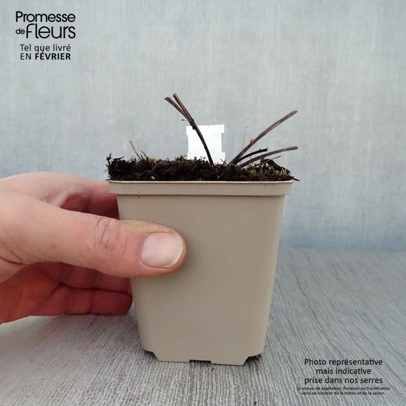 Echinacea purpurea Double Decker Vasetto da 8/9 cm esemplare consegnato in inverno