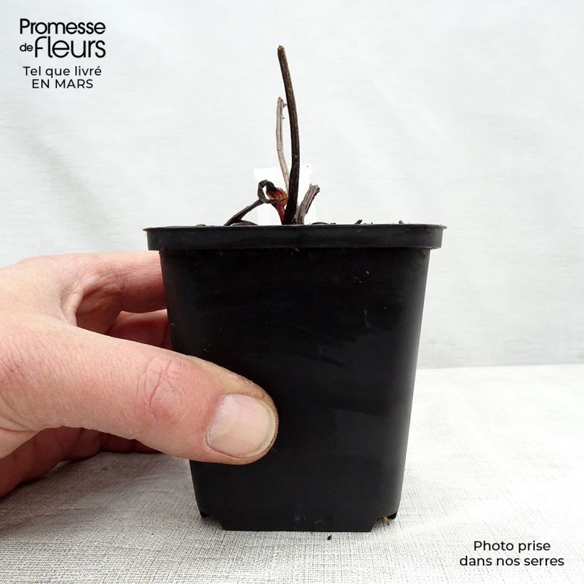 Echinacea purpurea Double Decker Vasetto da 8/9 cm esemplare consegnato in primavera