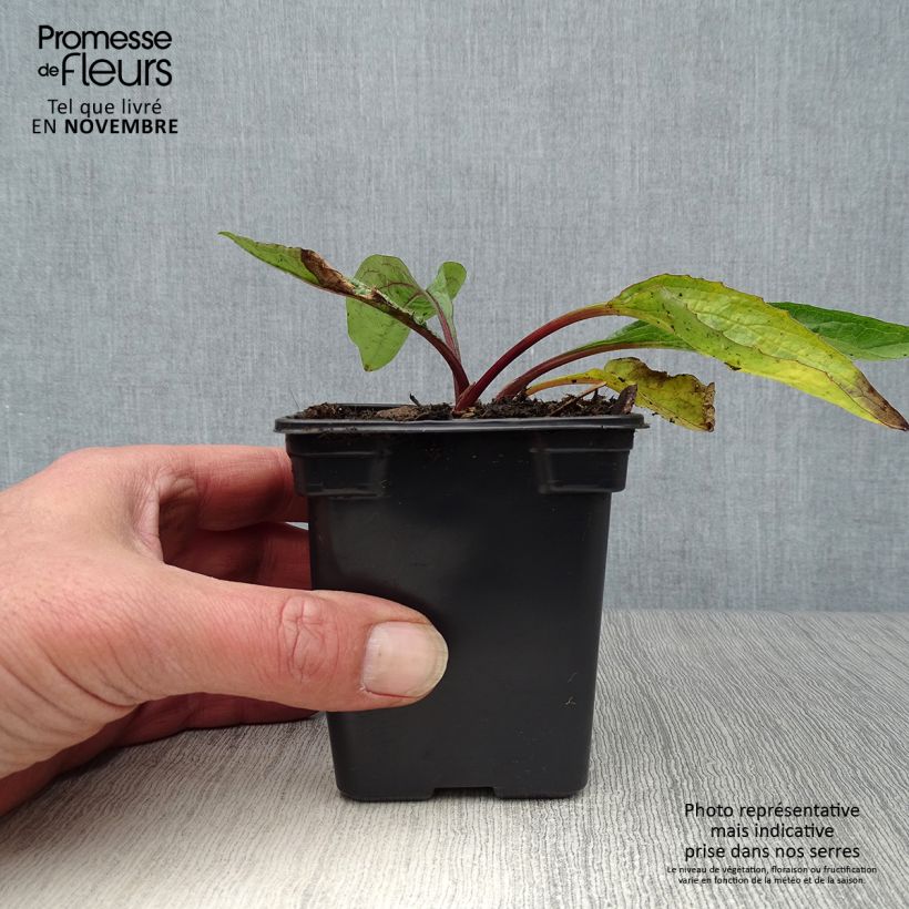 Esemplare di Echinacea purpurea Vasetto da 7/8 cm come consegnato in autunno