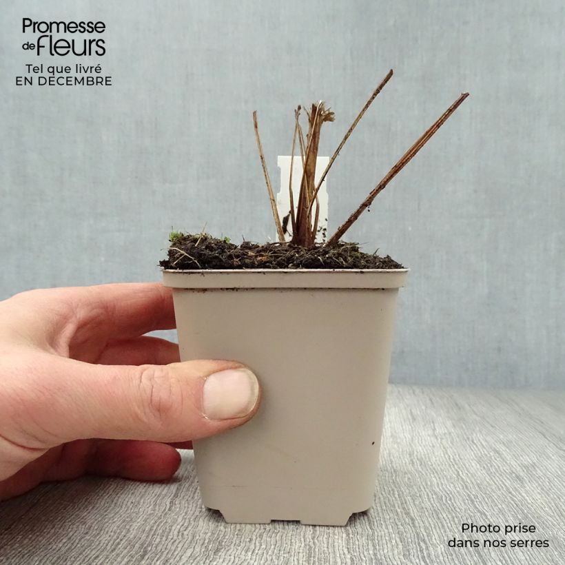 Echinacea purpurea Funky Yellow Vasetto da 8/9 cm esemplare consegnato in inverno