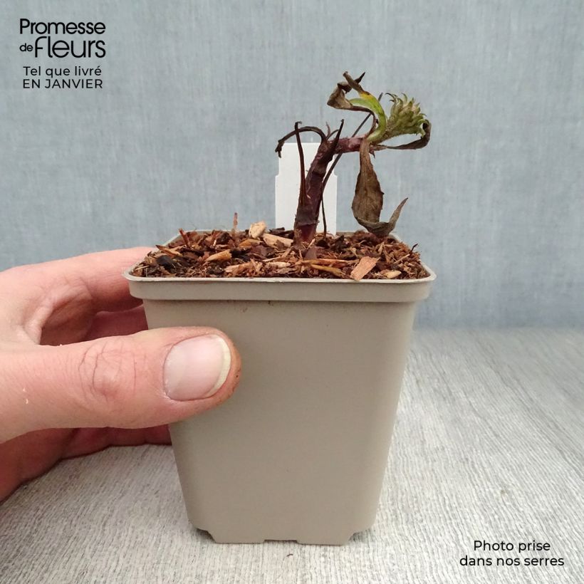 Echinacea purpurea Irresistible Vasetto da 8/9 cm esemplare consegnato in inverno