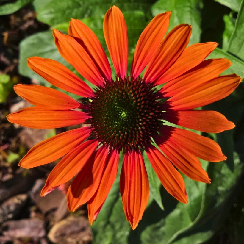 Echinacea Julia (Fioritura)