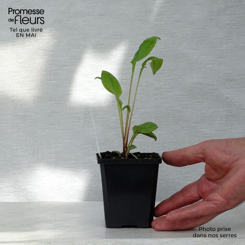 Echinacea purpurea Kim's Knee High Vasetto da 8/9 cm esemplare consegnato in primavera