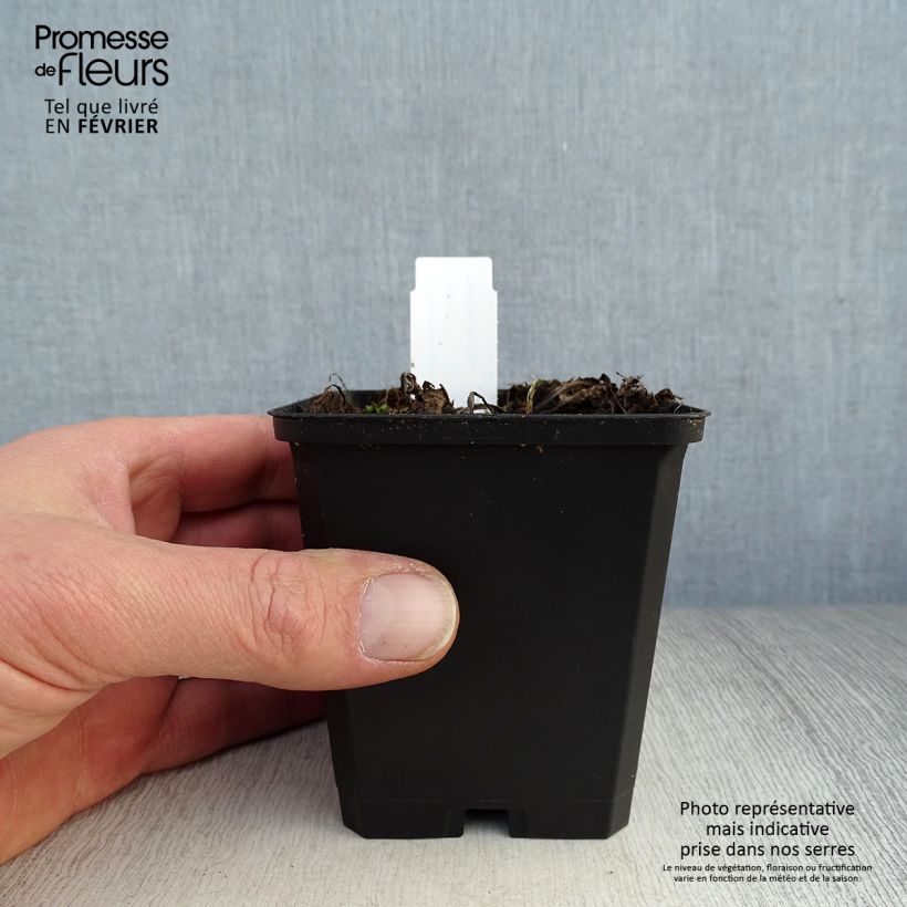 Echinacea purpurea Little Magnus Vasetto da 8/9 cm esemplare consegnato in inverno