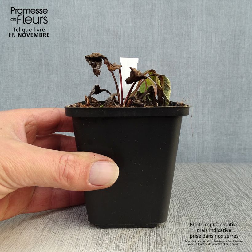 Esemplare di Echinacea purpurea Magnus Vasetto da 8/9 cm come consegnato in autunno