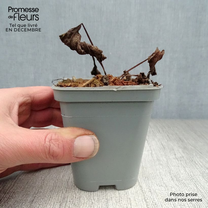 Echinacea purpurea Magnus Vasetto da 8/9 cm esemplare consegnato in inverno