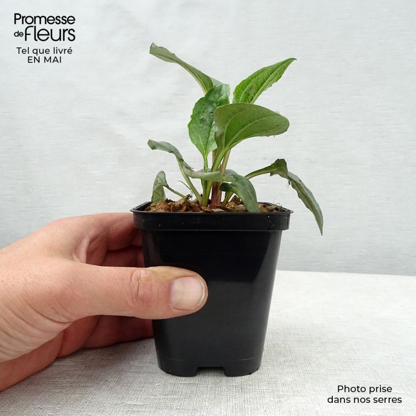 Echinacea purpurea Magnus Vasetto da 8/9 cm esemplare consegnato in primavera