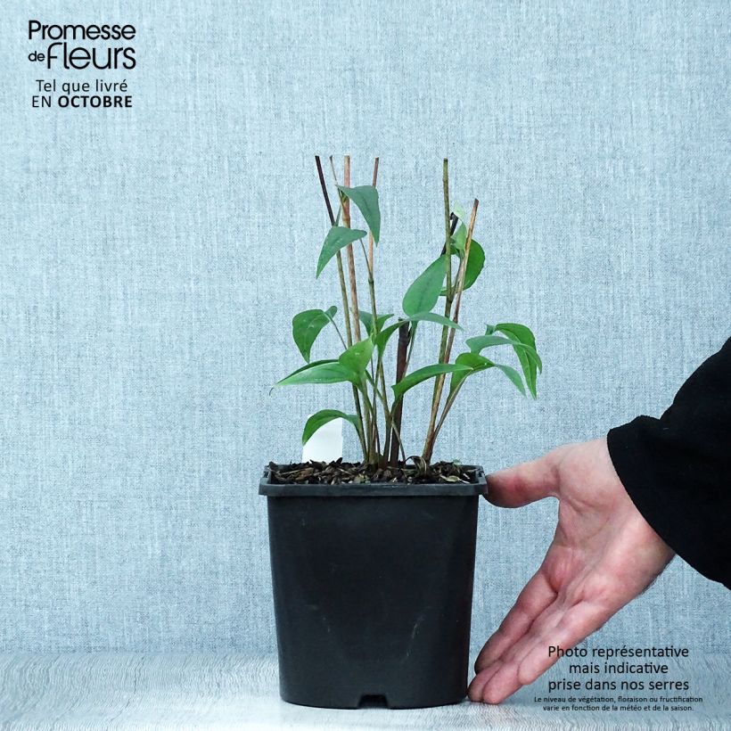 Esemplare di Echinacea purpurea Pica Bella Vaso da 2L/3L come consegnato in autunno