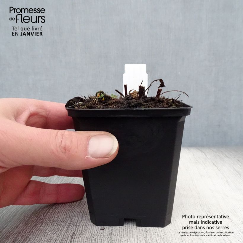 Echinacea purpurea Pica Bella Vasetto da 8/9 cm esemplare consegnato in inverno