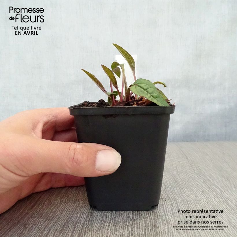 Echinacea purpurea Pica Bella Vasetto da 8/9 cm esemplare consegnato in primavera