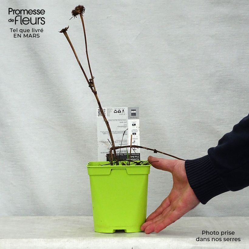 Echinacea purpurea Pica Bella Vaso da 2L/3L esemplare consegnato in primavera