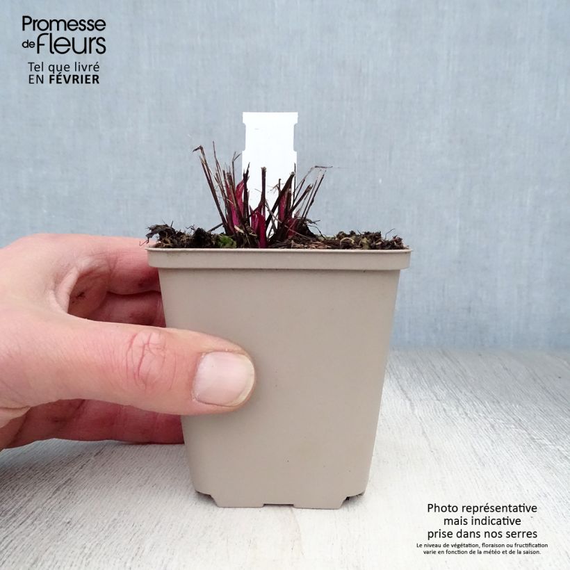 Echinacea purpurea Pink Double Delight Vasetto da 8/9 cm esemplare consegnato in inverno