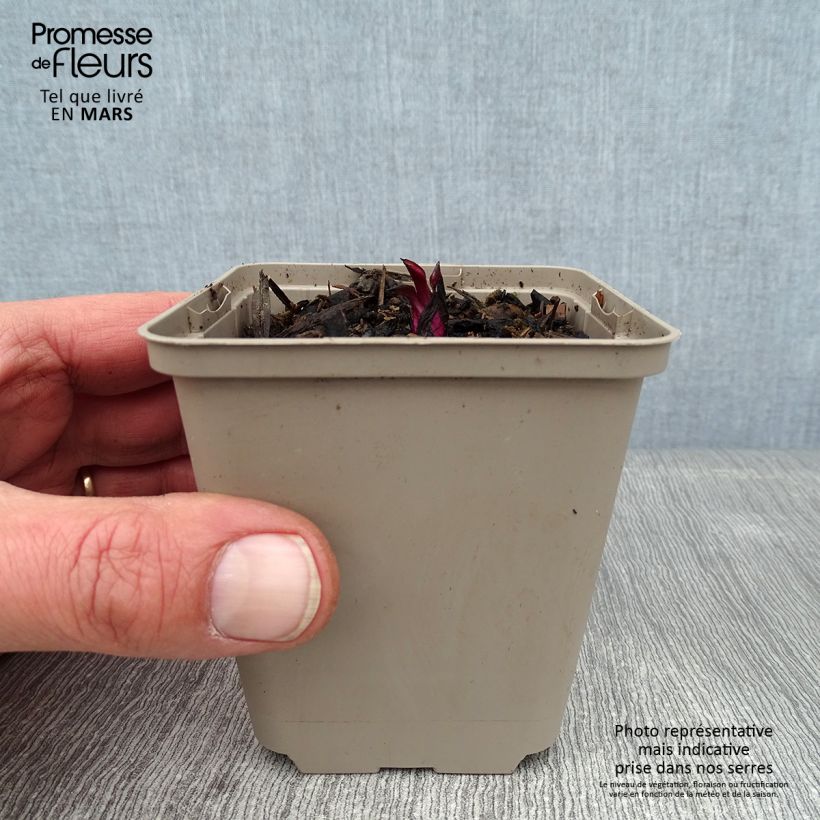 Echinacea purpurea Razzmatazz Vasetto da 8/9 cm esemplare consegnato in inverno