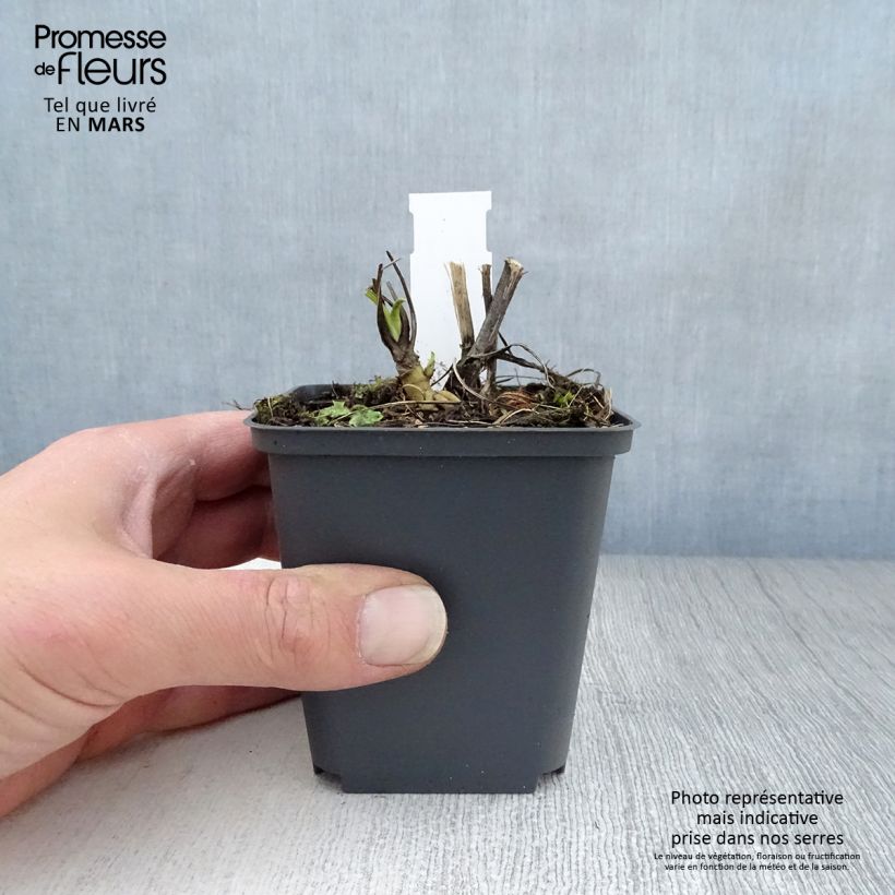 Echinacea purpurea Razzmatazz Vasetto da 8/9 cm esemplare consegnato in primavera