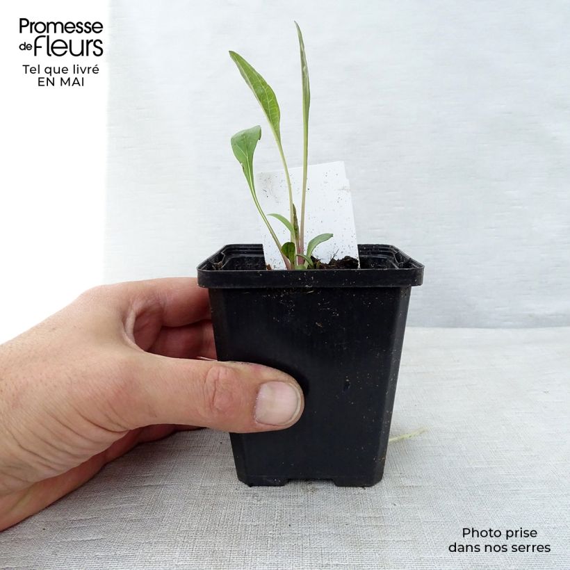 Echinacea purpurea Vasetto da 7/8 cm esemplare consegnato in primavera