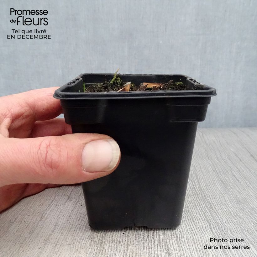 Echinacea purpurea Vasetto da 7/8 cm esemplare consegnato in inverno