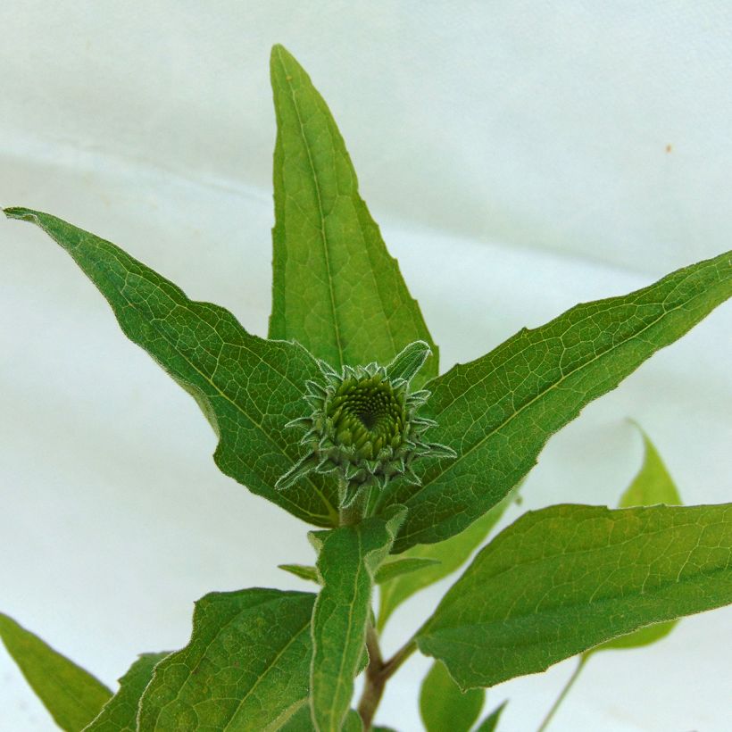 Echinacea purpurea Summer Cocktail (Fogliame)