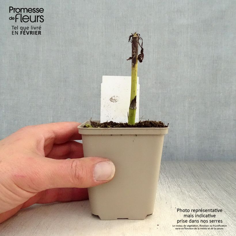 Echinacea purpurea Summer Cocktail Vasetto da 8/9 cm esemplare consegnato in inverno