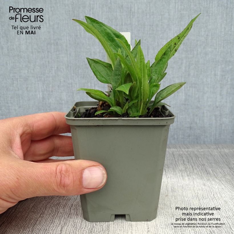 Echinacea purpurea Summer Cocktail Vasetto da 8/9 cm esemplare consegnato in primavera