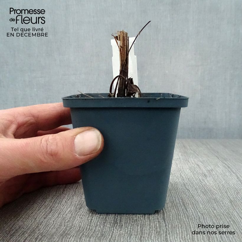 Echinacea purpurea Sundown Vasetto da 8/9 cm esemplare consegnato in inverno