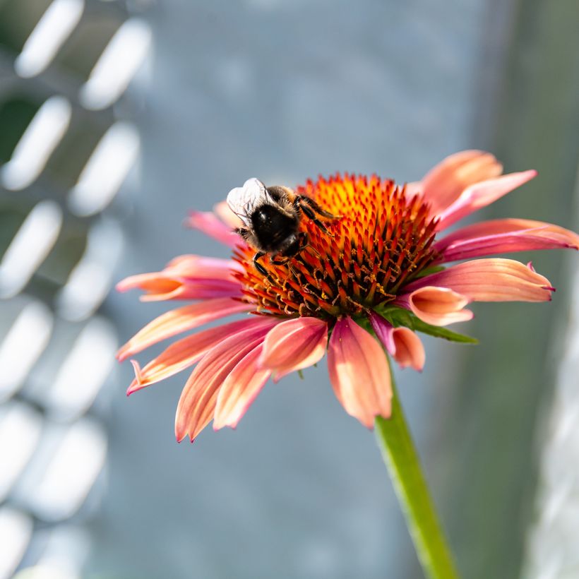 Echinacea purpurea Sundown (Fioritura)