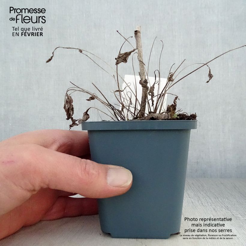 Echinacea purpurea Sunrise Vasetto da 8/9 cm esemplare consegnato in inverno