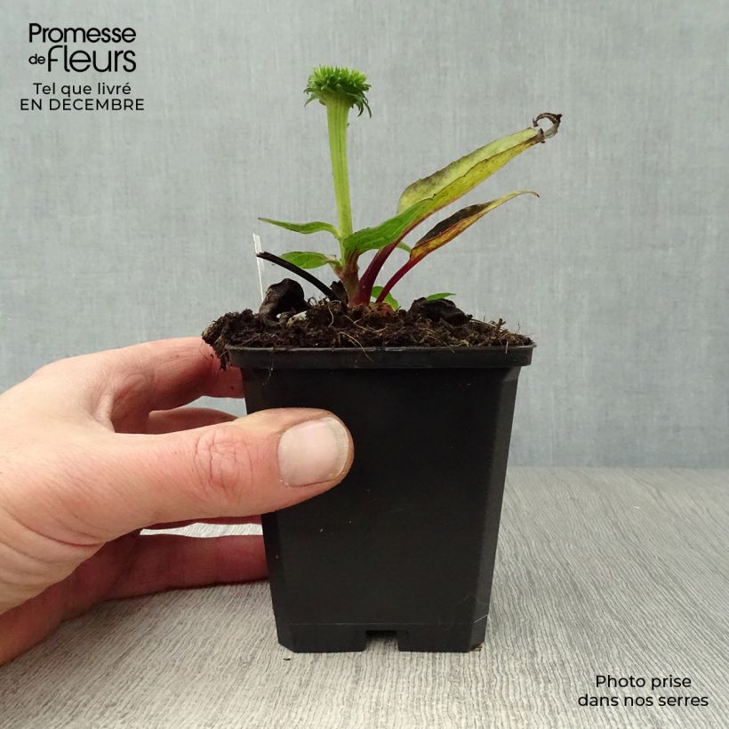 Echinacea purpurea Vintage Wine Vasetto da 8/9 cm esemplare consegnato in inverno