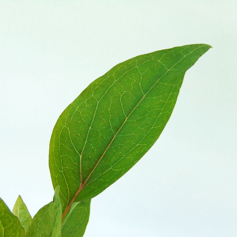 Echinacea purpurea Vintage Wine (Fogliame)