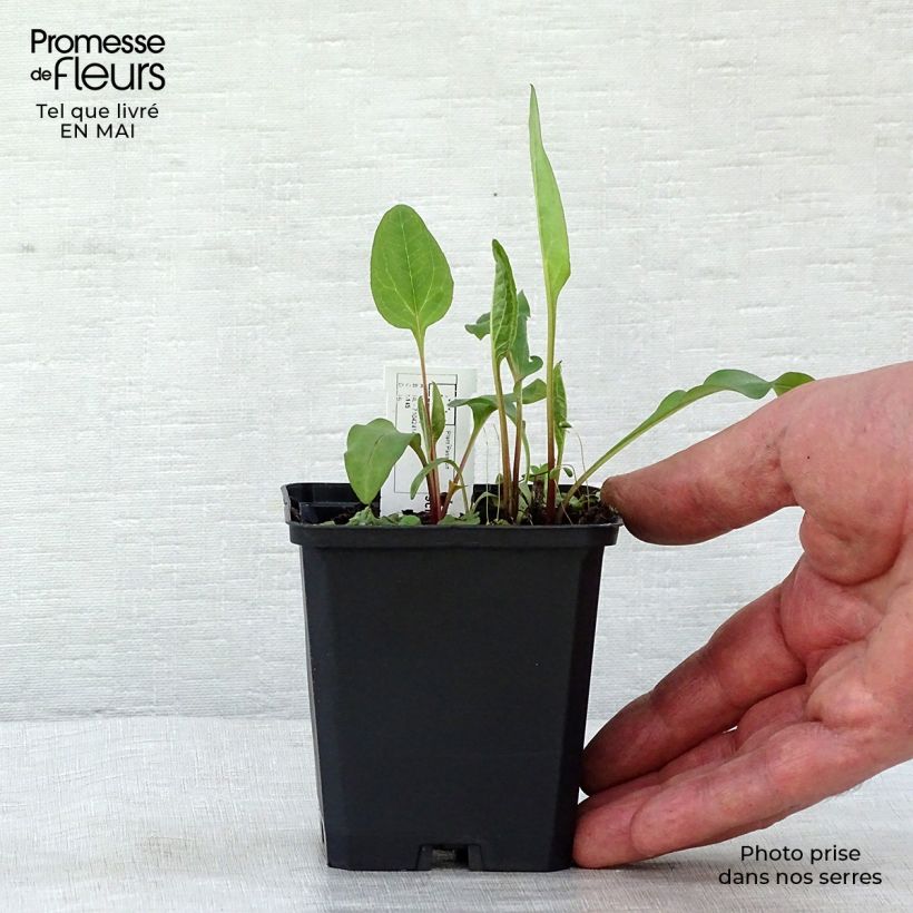 Echinacea purpurea Vintage Wine Vasetto da 8/9 cm esemplare consegnato in primavera