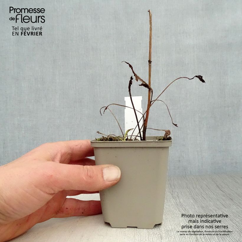 Echinacea purpurea Virgin Vasetto da 8/9 cm esemplare consegnato in inverno