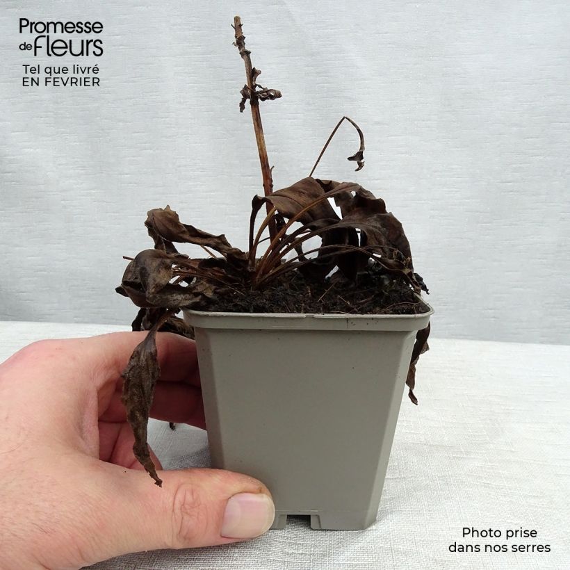 Echinacea purpurea White Meditation Vasetto da 8/9 cm esemplare consegnato in inverno