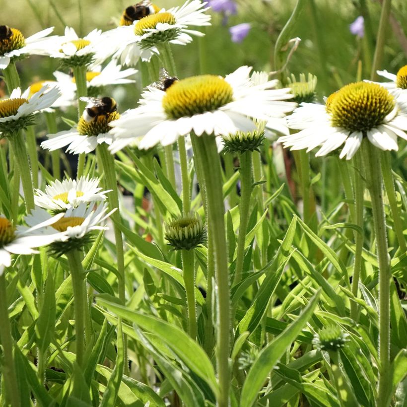 Echinacea purpurea White Meditation (Porto)