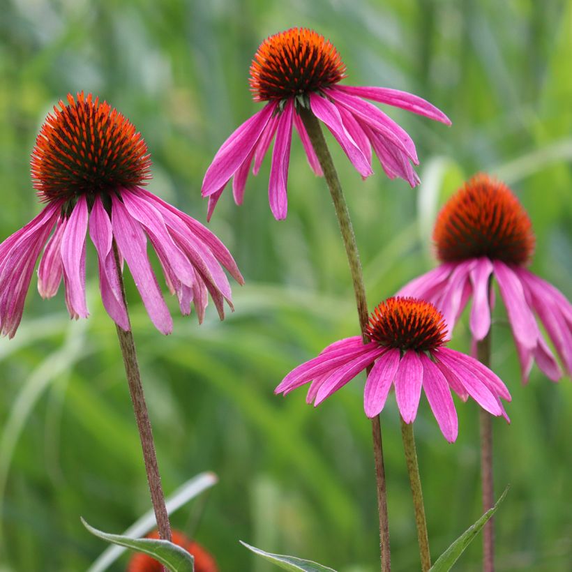 Echinacea purpurea BIO (semi) (Fioritura)