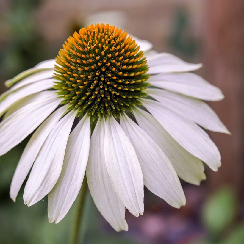 Echinacea purpurea White Swan BIO (semi) (Fioritura)