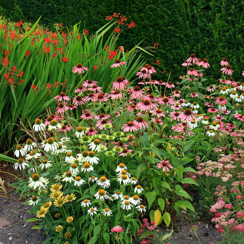 Echinacea purpurea White Swan BIO (semi) (Porto)