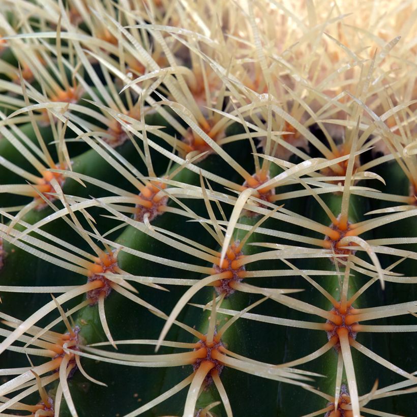 Echinocactus grusonii (Fogliame)