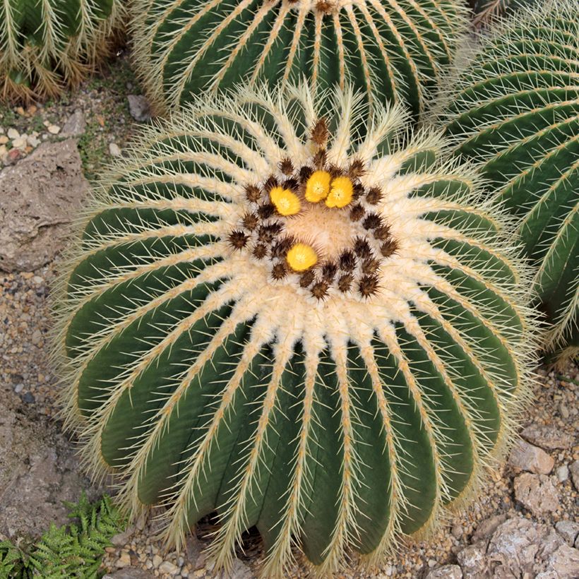 Echinocactus grusonii (Fioritura)