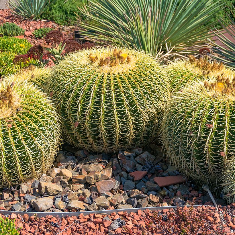 Echinocactus grusonii (Porto)