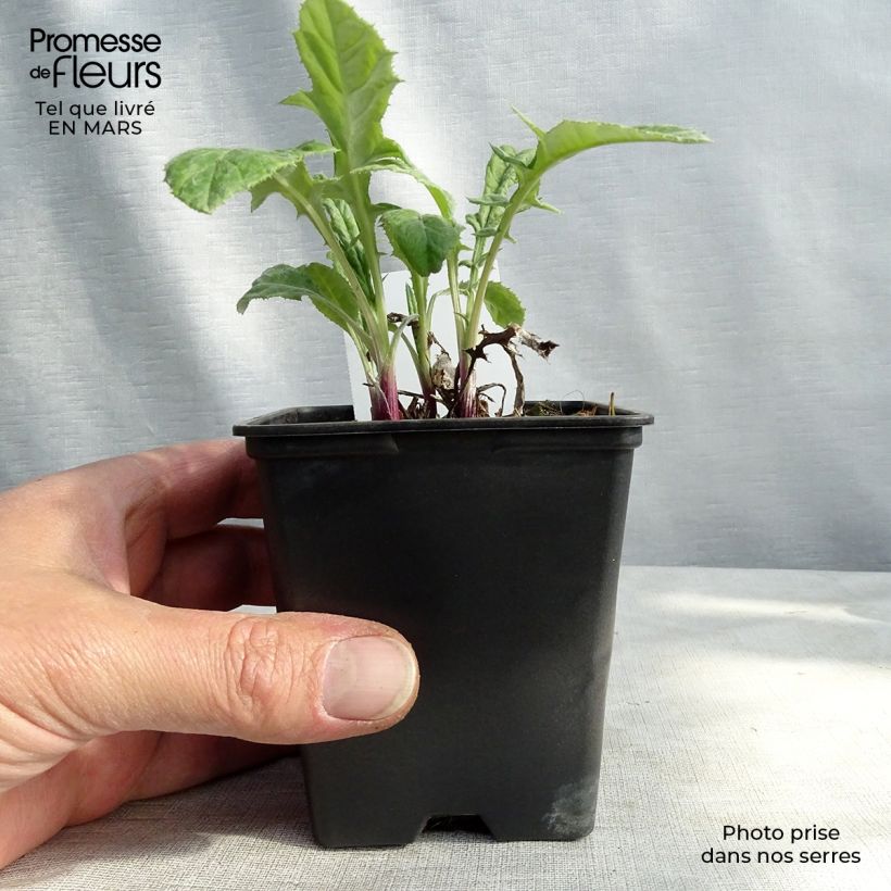 Echinops bannaticus Blue Globe - Cardo pallottola Vasetto da 8/9 cm esemplare consegnato in inverno